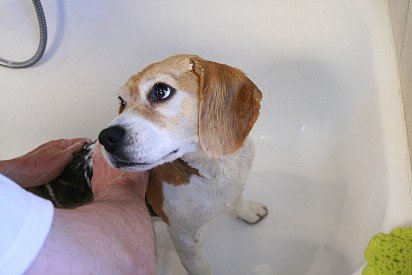 Washing a beagle