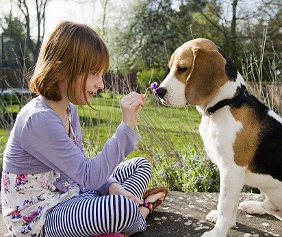 Beagle with baby