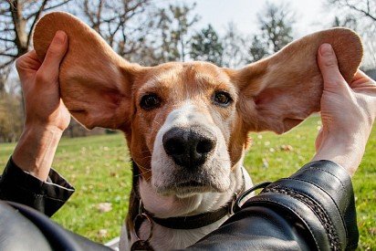 Beagle Ears