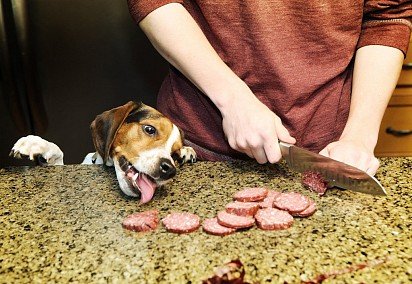 Beagle hunts sausage