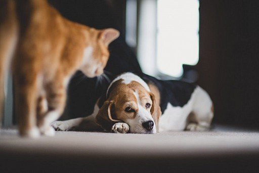 Beagle and cat