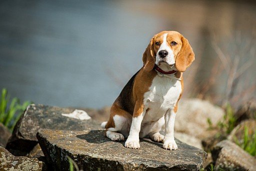 Handsome beagle