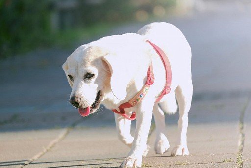 White beagle