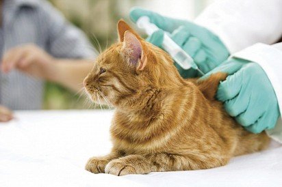 At the first symptoms of distemper, we recommend that you contact your veterinarian immediately