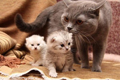 Mama cat with her kittens