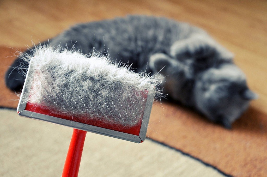 Periodic combing is one of the measures to prevent dandruff in a cat