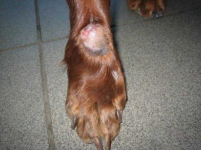 Acral dermatitis in a dog