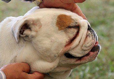 Dermatitis in dogs
