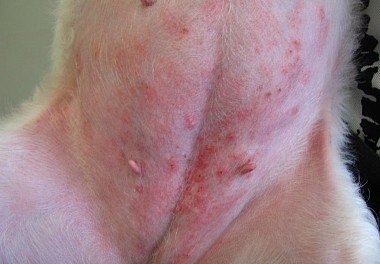Dermatitis in dogs