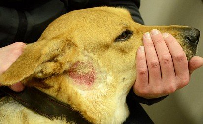 Pyotraumatic dermatitis in a dog