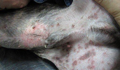 Allergic dermatitis in a dog