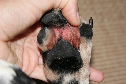 Interfinger dermatitis in a dog