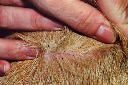 Flea dermatitis in a dog