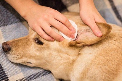 Treating Ear Mite in Dog