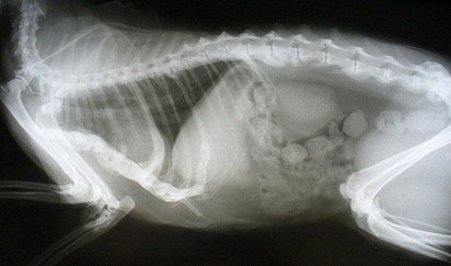 Kidney X-ray in a cat suffering from urolithiasis