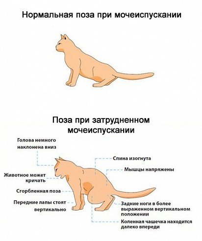 Sign of urolithiasis by cat posture