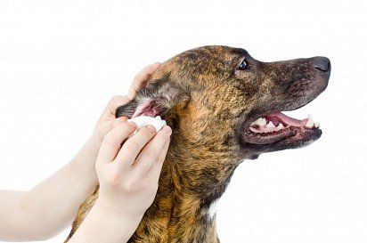 Treating otitis media in a dog at home