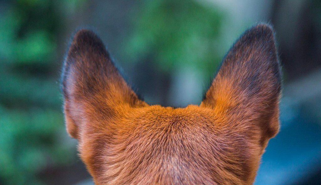 Keep your dog's ears healthy! 