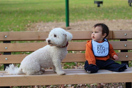 Bichon Frise with a baby