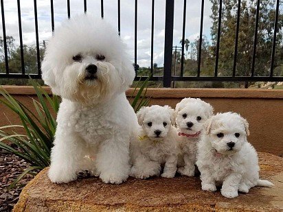 Mom with three bichon frise puppies