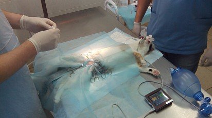 Cat sterilization surgery
