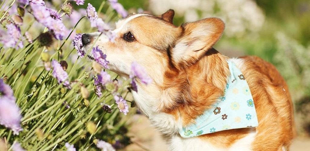 Allergies in Dogs