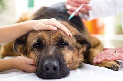 Adult dog vaccination