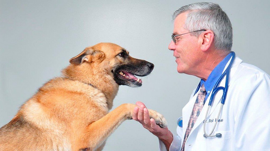 Don't forget to vaccinate and your dog will be healthy! 