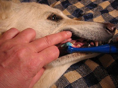 Home dog teeth cleaning