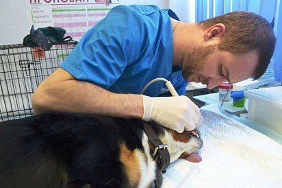 Plaque removal in dogs at the clinic