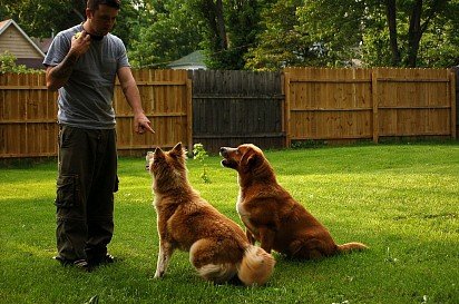 The command Sit! is considered one of the fundamental commands in dog training