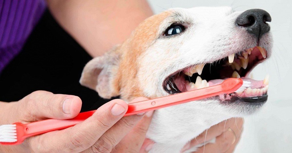 Teeth brushing is an essential hygiene procedure for dogs