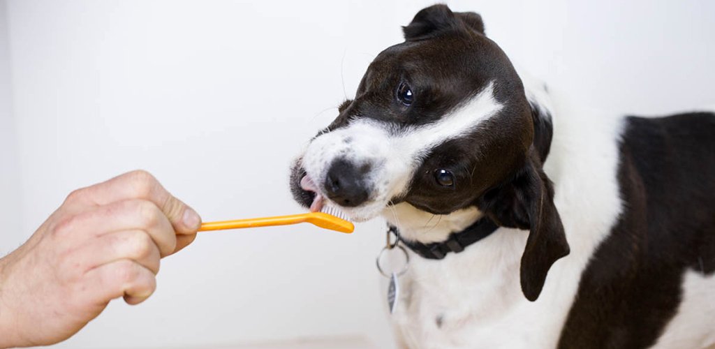 How to brush a dog's teeth