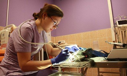 Ultrasonic teeth cleaning clinic