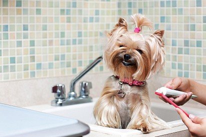 It is important to teach your dog to brush his teeth from as early as 7-8 months of age so that he becomes accustomed to it later and tolerates it easily