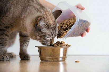 Your cat's health largely depends on choosing the right food