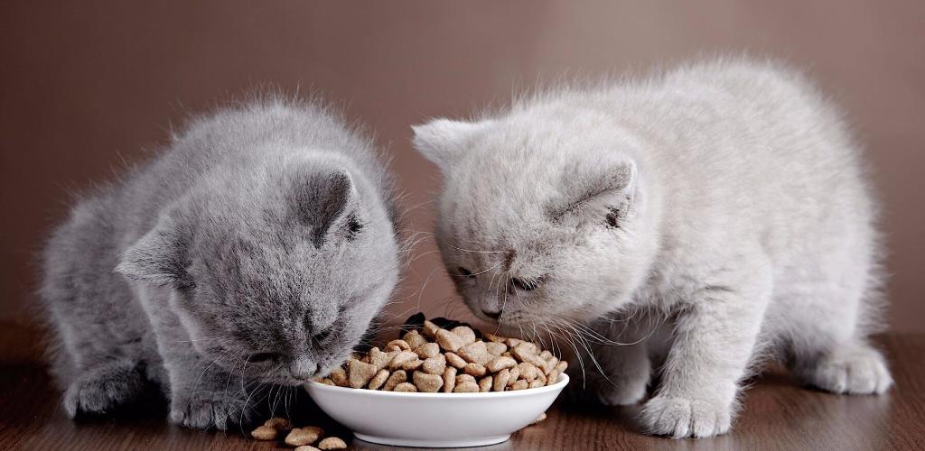 Cat Food Classes