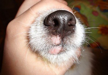 Lichen in dogs