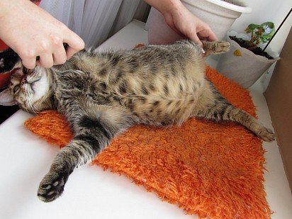 A bloated belly in a cat can be a sign of worm infestation