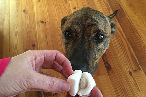 Masking a pill in a dog treat