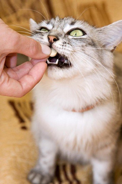 Very docile kitty who loves pills