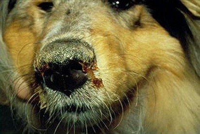 Dog infected with plague. Note the purulent discharge and hyperkeratotic nose. 