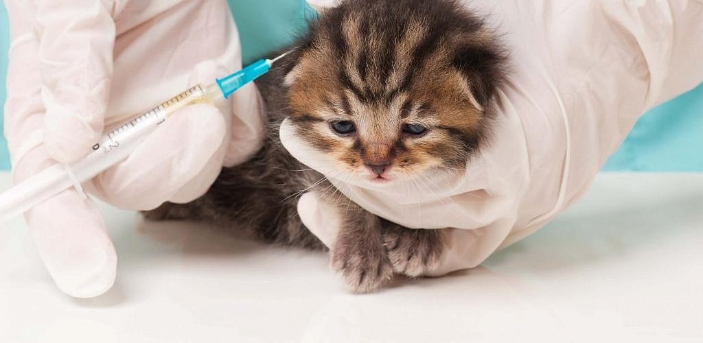When to vaccinate kittens