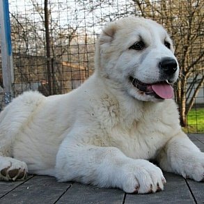 Alabai (Central Asian Shepherd Dog)