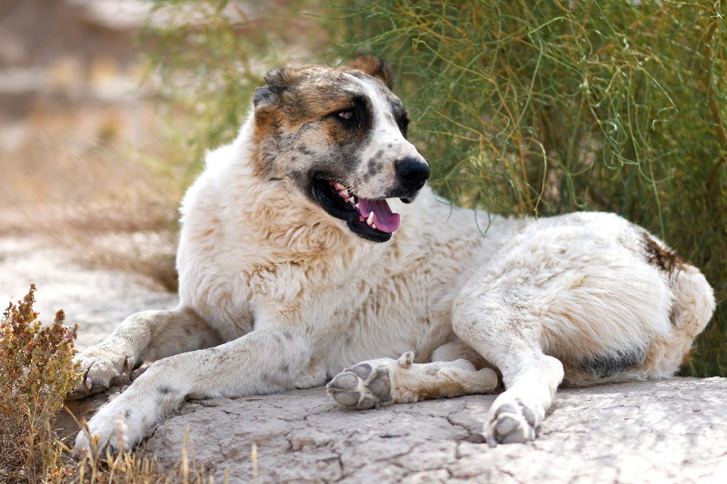 Alabai (Central Asian Shepherd Dog)