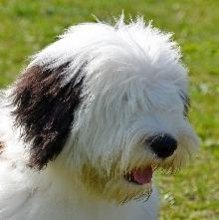 Bobtail (Old English Shepherd)