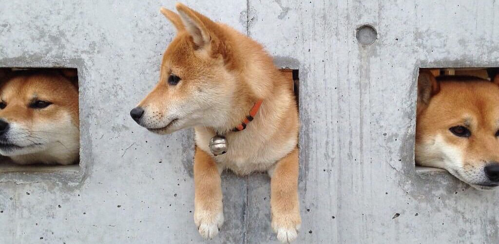 Shiba Inu became famous because of their curiosity