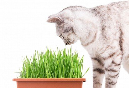 Vitamin Grass for Cats