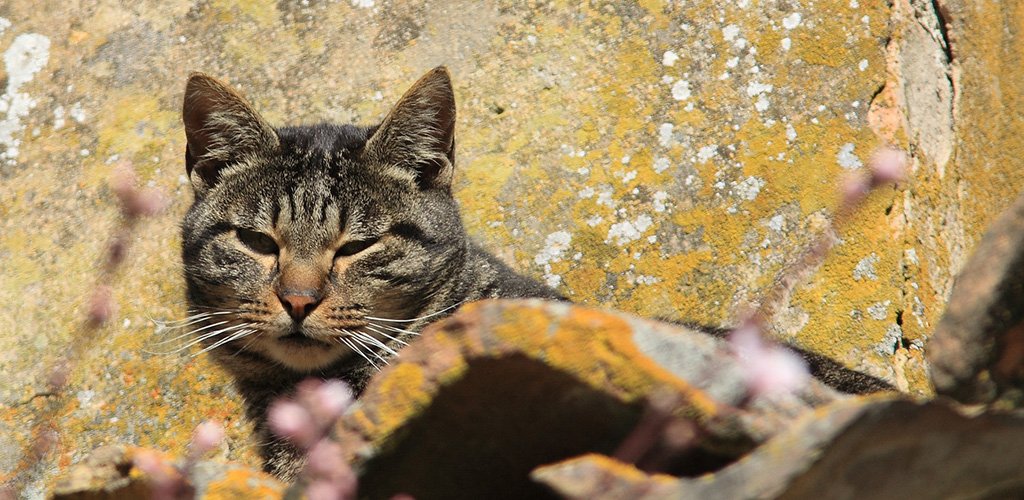 Lichen in cats and cats