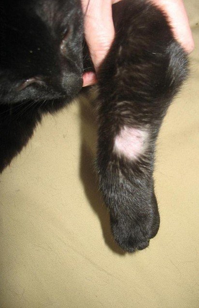 Paw of a cat infected with shingles